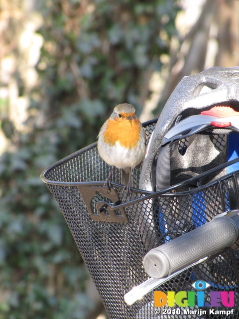 SX12801 Robin on basked of push bike